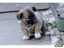 Вот скажите мне: кто определяет, что именно ЭТИ щенки "самые очаровательные в мире"?? Есть какая-то комиссия? Проводился конкурс и это фото финалистов? Зачем так пафосно?.. 
Полно щенков и куда симпатичнее: