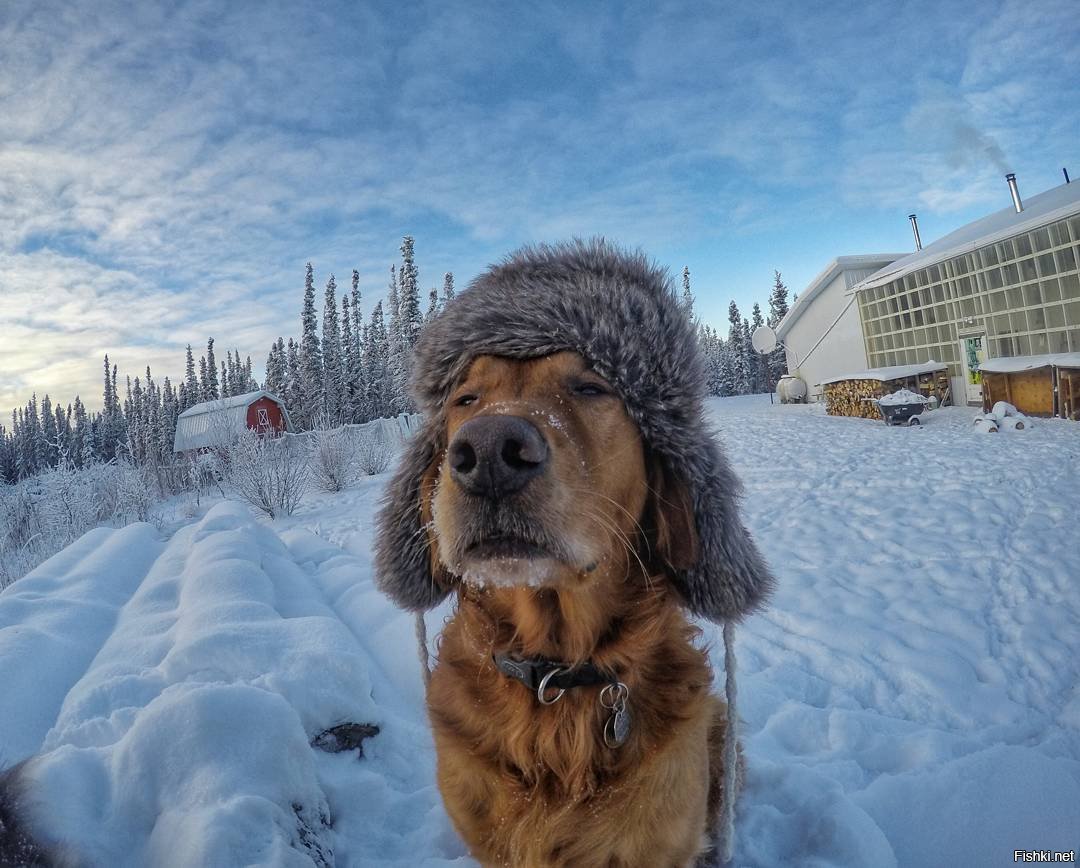 Наступают сильные морозы. Собака зимой. Холод собачий. Собака в снегу. Смешная зима.