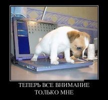 25 снимков самых очаровательных щенков в мире