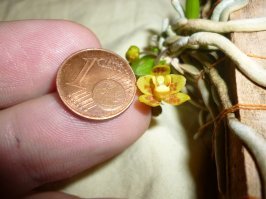 у меня когда-то вот такой милаш цвёл