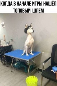 Свежая подборка демотиваторов, которые поднимут вам настроение