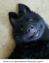 Смешные комментарии и высказывания из социальных сетей