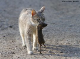 Да несу уже, несу!