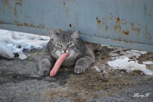 Коты-воришки