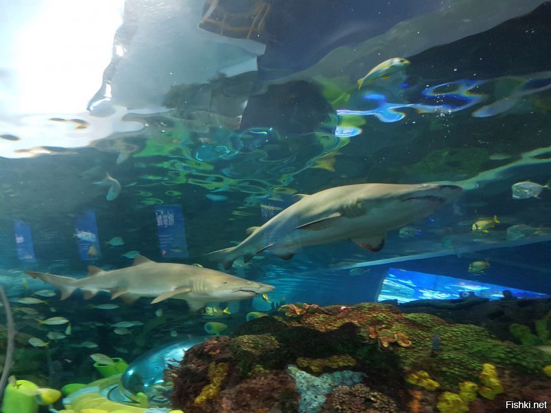 Хех, тоже недавно ходил на панд смотреть. У нас они поменьше были и валялись в обнимку в гамаке каком-то. Меня из мира животных больше всего поразили аквариумы. Было несколько с тропическими рыбками и один большущий с застекленным туннелем под ним. Этот с акулами и другими большими гадами. Очень интересно. 
Потом еще ходили отдельно на птичий павильон, там огромное помещение с тропическим лесом и птицы хотяд вокруг тебя. Тоже очень интересно. Такого разнообразия не видел нигде. Ходил-ходил, устал, присел на бордюр, подошла какая-то здоровенная синяя птица и стала мне джинсы клевать :)
Вот несколько фоток.