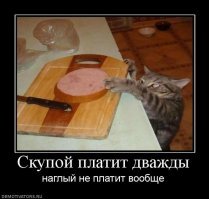 Коты-воришки