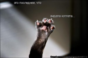 Коллекцию кошачьего тыринга  следует подытожить старой, но от этого не менее актуальной котоматрицей: