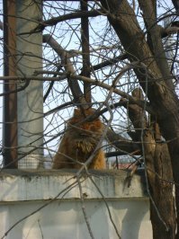 Очень колоритные уличные коты