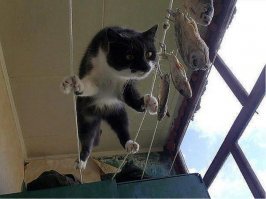 Коты-воришки