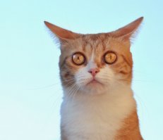Смешные картинки с надписями