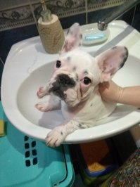 А это мой красавчик )) , очень милый мне кажется ))