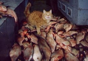 Коты-воришки