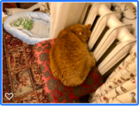 поддерживаю