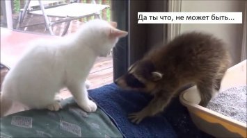 потом кот проболтался еноту