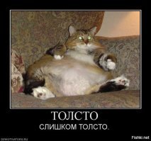 Увидел ветеринар нашего котика и перекрестился. Впервые, говорит, вижу брюхоногого кота