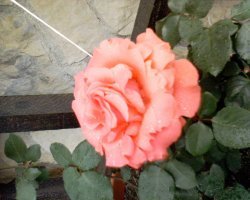 Это мы однажды вырастили на Урале, но на следующий год они уже не зацвели (((