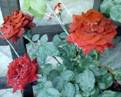 Это мы однажды вырастили на Урале, но на следующий год они уже не зацвели (((