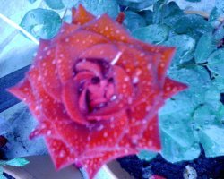 Это мы однажды вырастили на Урале, но на следующий год они уже не зацвели (((