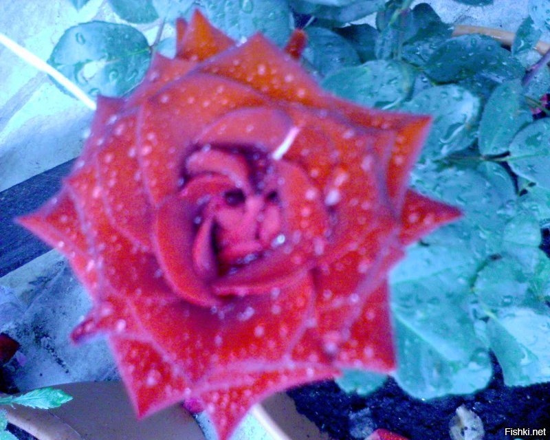 Это мы однажды вырастили на Урале, но на следующий год они уже не зацвели (((