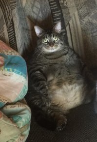 Увидел ветеринар нашего котика и перекрестился. Впервые, говорит, вижу брюхоногого кота