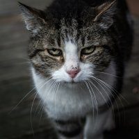 Очень колоритные уличные коты