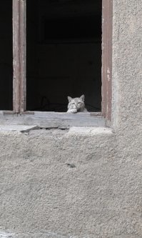 Сфоткал 4 года назад около какой-то заброшки)