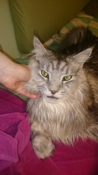 Отдельное спасибо автору за "...у него же череп изнутри выстлан мхом, по которому бегают солнечные зайчики..." 
Лучше про эту породу не скажешь.