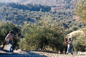 Разумеется везде круть кроме России.... Вот вам Испания, Хорватия, Греция и Польша.