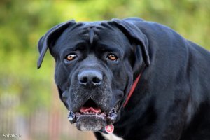 Меня?В окно? )