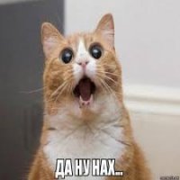 Кот с потрохами сдал своего товарища