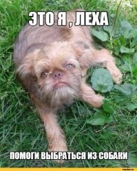 25 собак, которые в прошлой жизни явно были людьми