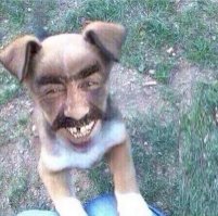 25 собак, которые в прошлой жизни явно были людьми