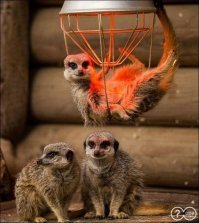 Где-то рядом , должны быть такие: