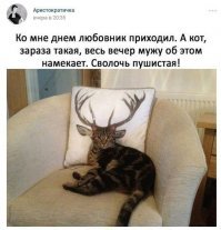 Кошаки - они такие!