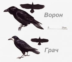 Слишком уж они были похожи на ворон.