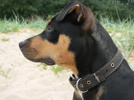 терпеть не  могу собак с розовыми и коричневыми носами. нос должен быть чёрным! одна из моих собак