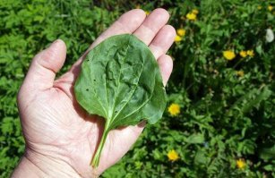 Земелька, не болей!