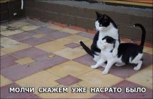 Кот с потрохами сдал своего товарища