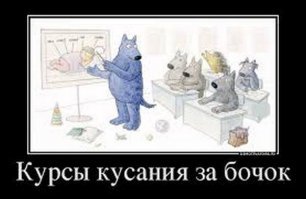 Волкособы: отличные питомцы для тех, кому мало обычных собак