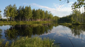 я знаю что живородящие, просто видел как еж вечером на закате на выводок напал. Кстати наблюдал как раз рождение змей (на рыбалке был, на болотах), гадюка обвила не большой березовый пенек и "сбрасывала" в низ детёнышей, а через минут двадцать пришел ежик и всех "захарчевал".  Фотка мест где происходило, в мае там без сапог с высоким голенищем делать нечего, гадюками все болото кишит.