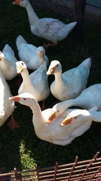 уток мало не бывает..и гусей.