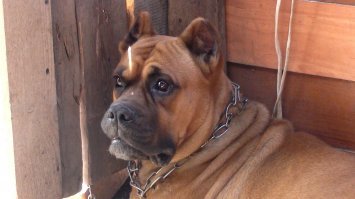 Папа в 2006-2007 взял на воспитание собаку, уже 5 лет отца нет, а Рекс напоминает его, даже друзья замечали, что у собаки взгляд на папин похож, особенно когда Рекс начал стареть и глаза стали более "уставшие"