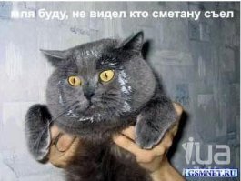 Кот с потрохами сдал своего товарища