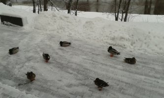 А у нас из Охты вылезли утки и пришли к бизнес-центру просить жрать)))) Видимо тоже ждать весну устали)))