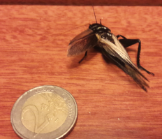 Вот такой посетитель залетел в окно 3 этажа в отеле.Нашёл на кравати, еле добили...