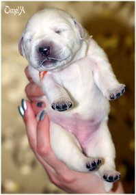 Щенки лабрадора. Почувствуйте разницу, как грится
(спасатель все равно молодец)