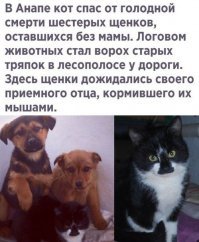 Кот поддержал кошку во время родов и покорил тысячи сердец