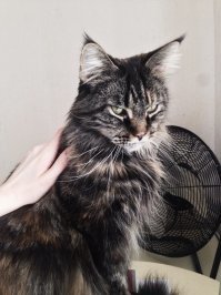 Котопост