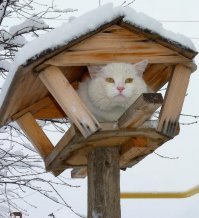 Гениальная идея