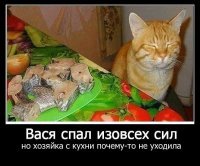 Субботний котопост